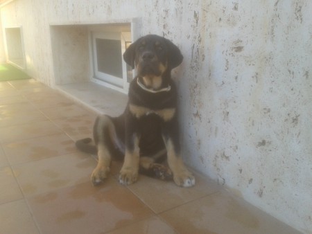 TITAN 2,5 MESES